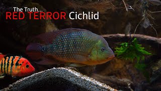 The Truth About The Festae Cichlid [upl. by Treboh]