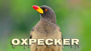 Yellowbilled oxpecker sound [upl. by Beverly]