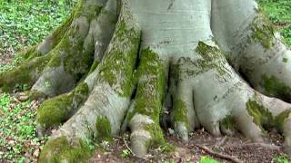 Giant Beech Tree  Early Summer [upl. by Schaeffer]