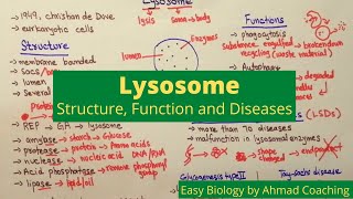 Lysosome Structure Function Diseases LSDs  Splitting Bodies  Easy Biology [upl. by Suillenroc]