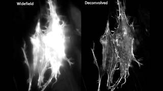 Actin dynamics viewed with deconvolution microscopy [upl. by Scharff]