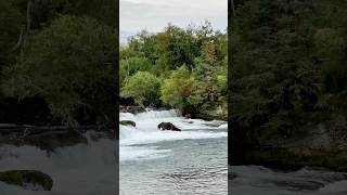 Bears Catching Salmon at Brooks Falls Katmai National Park  Wildlife in Alaska [upl. by Enilra]