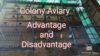 Colony Breeding Setup Advantage and Disadvantage [upl. by Kloman]