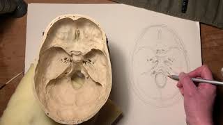 Drawing the foramina of the skull  and cranial nerves [upl. by Gean]