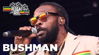 Bushman Live  Reggae Geel Festival Belgium 2019 [upl. by Annoerb]