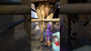 🐮 Calf Care 101 Milk Feeding amp Purple Spray for Disinfection 💜 [upl. by Accebar]