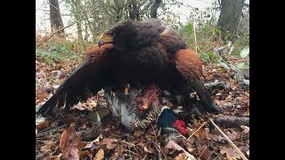 Harris Hawks Hunting Pheasant and Duck [upl. by Michale]