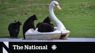 TheMoment some black bears took a joyride on a swan pedal boat [upl. by Pierpont]