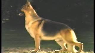 The Official AKC German Shepherd Dog Breed Standard  Part 1 of 2 [upl. by Repotsirhc]