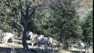 Cest pas sorcier TRUFFE  A LA POURSUITE DU DIAMANT NOIR [upl. by Odranoel]