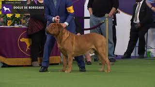 Dogue do Bordeaux  Breed Judging 2020 [upl. by Eliades248]