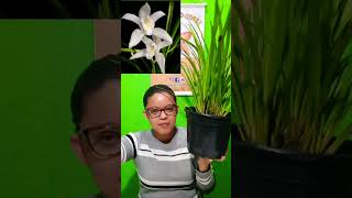 Cymbidium Erburneum Whatsapp 47 984791939 [upl. by Ihtak]