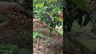 Trip to Lanzones Farm 5Trip ni Eve youtubeshorts shortvideo satisfying trendingshorts [upl. by Sugihara]