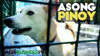 Asong Pinoy  Aspin or Asong Pinoy the Philippines Dog Breed  Agribusiness Philippines [upl. by Aikram677]