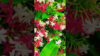 Combretum indicum flowers youtubeshorts trending beautiful gardning naturalbeauty [upl. by Nilahs]