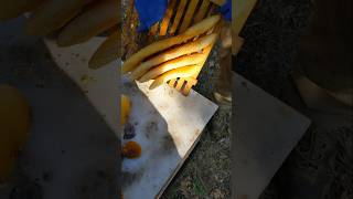 Досконалість природи😍😲🌳🐝 beekeepers beekeeper beekeeping honeybee beehive beekeeperslife [upl. by Ees]