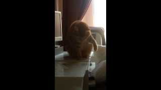 This cat does not like electric epilator sound [upl. by Gibun229]