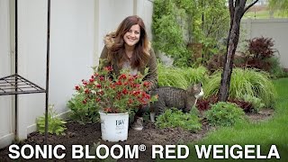 Sonic Bloom Red Weigela  Garden Answer [upl. by Ennaehr824]