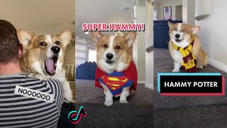 Ultimate Hammy and Olivia New TikTok Videos 2021  All Hammy amp Olivia New Funny TikToks Compilation [upl. by Crispa]