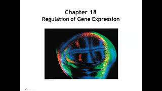 Regulation of transcription  Biomolecules  MCAT  Khan Academy [upl. by Sosthena]