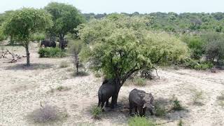 Drone Shots of Elephants in the Okavango Delta Botswana [upl. by Thorlay248]