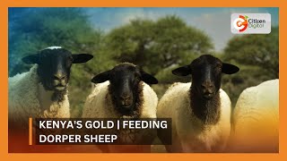 Kenyas Gold  Feeding Dorper Sheep [upl. by Jobie]