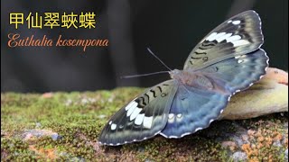 【4K】甲仙翠蛺蝶 Kosempo Euthalia kosempona Fruhstorfer [upl. by Tracie162]