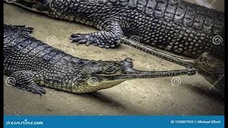 THE INDIAN GHARIAL [upl. by Eduj]