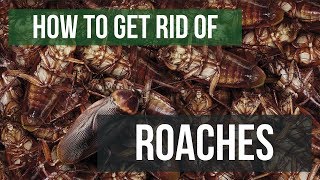 How To Get Rid of Cockroaches Guaranteed 4 Easy Steps [upl. by Murtha]