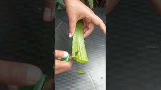 Home made fertilizer aloeverafertilizer aloevera homemade [upl. by Itoyj]