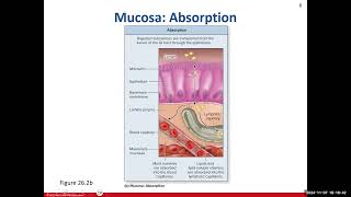 Day 16 BIO 211 720 Lecture FA2024 Digestive System [upl. by Eeima]