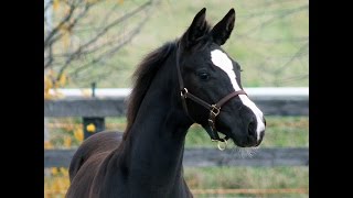 Raven  2015 Black Hanoverian Filly For Sale [upl. by Altis332]