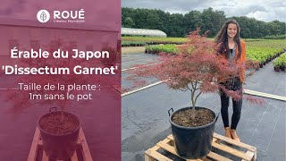 🍁 Explorez lAcer palmatum Dissectum Garnet  Émerveillement à 1 mètre de Hauteur  🍁 [upl. by Inatsed]