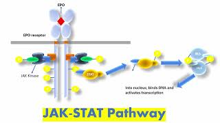 JAK STAT Signaling Pathway  Janus Kinase STAT Pathway Simple Explanation [upl. by Rahcir436]