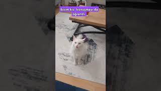 BİZİM KEDİ YAKINDA DİLLENECEK [upl. by Ariaz]