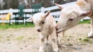 Just newborn goat Eustis…that’s all [upl. by Siocnarf385]