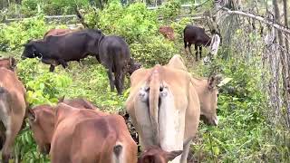 cows eat forest grass healthier [upl. by Gabel]