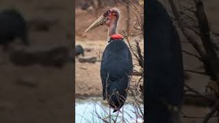 Marabou Stork At Vic Falls Safari Lodge birds [upl. by Alor4]