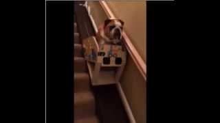 Hank the Bulldog and His Custom Stair Lift [upl. by Nanete644]