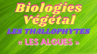 Cours Biologies Végétal Les Thallophytes « Les algues » [upl. by Tyson]