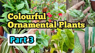 Ornamental Plants name  leaves plants  House Plants name [upl. by Schaper]