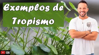 Exemplos de Tropismo  Movimentos Vegetais  Fisiologia vegetal  Botânica [upl. by Atnahsal]