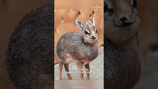 This Is DikDik  The Cutest Snout Animal🤩 [upl. by Essirehs273]