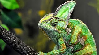 Chameleons for Children with Pronunciation and with Photos [upl. by Jerroll891]