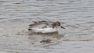 Semipalmated Sandpiper bathes at Red Head Marsh Saint John [upl. by Mikaela]