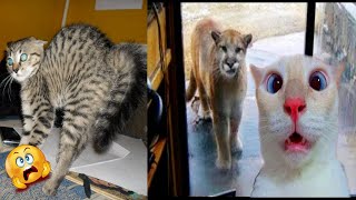 Funny Scaredy Cats Compilation [upl. by Langill]