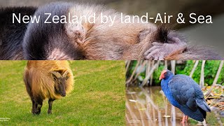 New Zealand by land Air amp Sea wildlifephotoghraphy livingthelifestyle [upl. by Everard8]