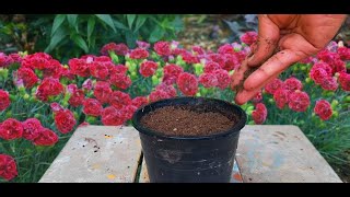 How To Grow Carnations From Seed Full Update  How to Collect Carnations Seeds  Start to End [upl. by Aillil]