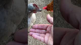 Mainstay of winter chicken diet animallover chickenchick animalshorts [upl. by Yarg]