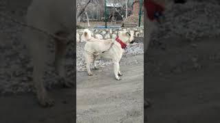 Kangal vs Pitbull 2 [upl. by Akimrehs]